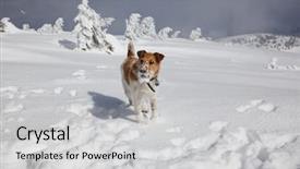  Presentation with fox - Theme having piaggio - happy fox terrier playing background and a light gray colored foreground