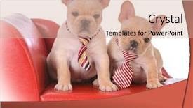  Presentation with red leather cricket ball hitting - Theme featuring piaggio - two french bulldog puppies sitting background and a coral colored foreground