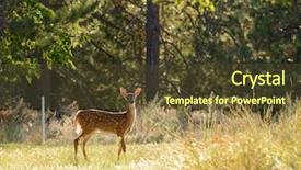  Presentation with deer tick - Presentation consisting of piaggio - young urbanized white-tailed deer fawn background and a  colored foreground