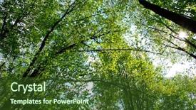  Presentation with forest beautiful spring nature - Cool new PPT layouts with pic nic - inside of deep spring forest backdrop and a  colored foreground