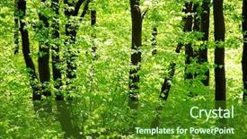  Presentation with forest beautiful spring nature - Presentation design with pic nic - inside of deep spring forest background and a  colored foreground