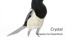  Presentation with quail bird common - Cool new slide set with pica pica isolated on white backdrop and a white colored foreground