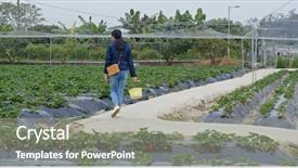  Presentation with strawberry - Slide set enhanced with pick up cross - woman cut strawberry background and a gray colored foreground