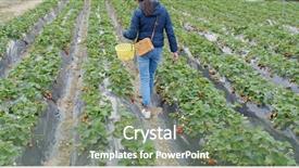  Presentation with farm quilt - Slides enhanced with pick up cross - woman cut strawberry background and a seafoam green colored foreground