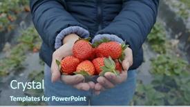  Presentation with shellfish farm - Cool new slides with pick up cross - woman hold strawberry backdrop and a  colored foreground