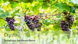  Presentation with grape - Presentation design with pick-up-ripe-grape background and a yellow colored foreground