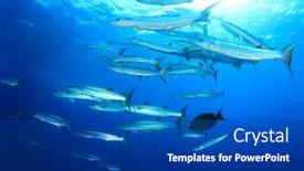  Presentation with fish - Beautiful slides featuring pickhandle-barracuda-fish backdrop and a ocean colored foreground