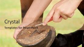  Presentation with buffalo hoof print - Beautiful theme featuring picking a hoof backdrop and a coral colored foreground