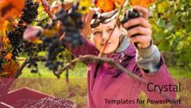  Presentation with unleavened bread grape wine - Presentation theme featuring picking grape during wine harvest background and a red colored foreground