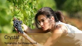  Presentation with grape - Presentation theme featuring picking grape during wine harvest background and a gold colored foreground
