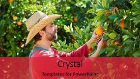  Presentation with harvesting energy - Beautiful PPT layouts featuring picking men - farmer man harvesting oranges backdrop and a red colored foreground