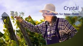  Presentation with straw - Theme featuring picking men - vintner in french straw examining background and a sky blue colored foreground