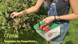  Presentation with farm - Presentation having picking men - woman picks raspberries background and a tawny brown colored foreground