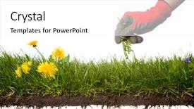  Presentation with weed - PPT theme featuring picking the weeds please have background and a white colored foreground