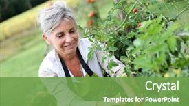  Presentation with vegetable garden - PPT layouts consisting of picking tomatoes from vegetable garden background and a seafoam green colored foreground