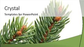  Presentation with true beauty - PPT layouts consisting of pics - branch of picea glauca detail background and a white colored foreground