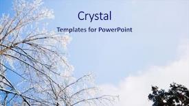  Presentation with winter and trees - PPT theme enhanced with picture from bottom of tops background and a sky blue colored foreground