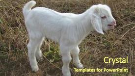  Presentation with animal - Colorful presentation design enhanced with picture of a baby goat backdrop and a tawny brown colored foreground