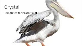  Presentation with walking - Colorful PPT theme enhanced with pelicans - picture of a cute pelican backdrop and a white colored foreground
