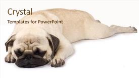  Presentation with sleeping - Audience pleasing presentation consisting of picture of a cute pug backdrop and a lemonade colored foreground