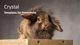  Presentation with lion - Presentation design consisting of picture of a furry brown lion head bunny sitting on a woodbox background and a dark gray colored foreground