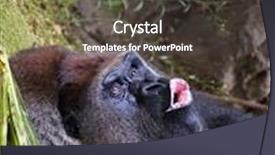  Presentation with outdoors - PPT layouts with picture of a gorilla outdoors background and a dark gray colored foreground