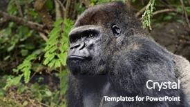  Presentation with outdoors - Cool new presentation with picture of a gorilla outdoors backdrop and a dark gray colored foreground