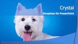  Presentation with blue - Audience pleasing slide deck consisting of westies - picture of a panting westie backdrop and a teal colored foreground