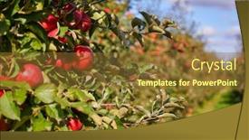  Presentation with orchard - PPT layouts enhanced with ripe apples in orchard background and a tawny brown colored foreground