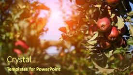  Presentation with orchard - Beautiful PPT layouts featuring ripe apples in orchard backdrop and a tawny brown colored foreground