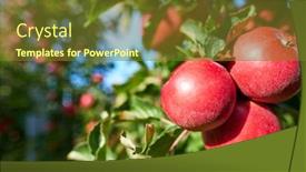 Presentation with orchard - Presentation theme enhanced with orchard ready for harvesting morning background and a tawny brown colored foreground