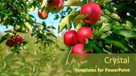  Presentation with orchard - Beautiful presentation design featuring orchard ready for harvesting morning backdrop and a tawny brown colored foreground