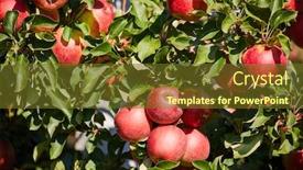  Presentation with orchard - Presentation theme having picture-of-a-ripe-apples background and a tawny brown colored foreground