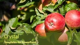 Presentation with orchard - Presentation theme with picture-of-a-ripe-apples background and a tawny brown colored foreground