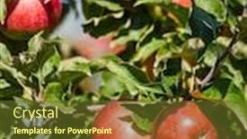  Presentation with orchard - Presentation design having picture-of-a-ripe-apples background and a tawny brown colored foreground