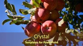  Presentation with orchard - Amazing presentation having picture-of-a-ripe-apples backdrop and a tawny brown colored foreground