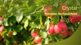 Presentation with orchard - Slides having picture-of-a-ripe-apples background and a tawny brown colored foreground