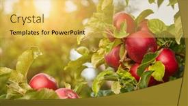  Presentation with orchard - PPT theme having picture-of-a-ripe-apples background and a yellow colored foreground