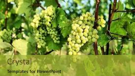  Presentation with vineyard - Theme enhanced with picture of a sunny vineyard with beautiful bunches of grapes background and a gold colored foreground
