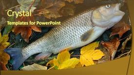  Presentation with fish net - Slides with picture of a trophy fish the big european chub squalius cephalus on a landing net background and a tawny brown colored foreground