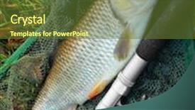  Presentation with fish net - Colorful theme enhanced with picture of a trophy fish the big european chub squalius cephalus on a landing net backdrop and a tawny brown colored foreground