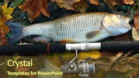  Presentation with fish net - Beautiful theme featuring picture of a trophy fish the big european chub squalius cephalus on a landing net backdrop and a tawny brown colored foreground