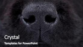  Presentation with nose - Beautiful PPT layouts featuring picture of a wet black backdrop and a dark gray colored foreground