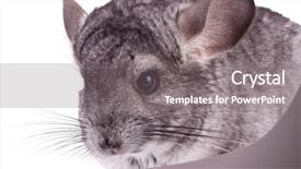  Presentation with white gold picture of wedding - Audience pleasing slides consisting of picture of a young chinchilla backdrop and a  colored foreground