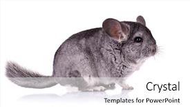  Presentation with white gold picture of wedding - PPT layouts consisting of picture of a young chinchilla background and a  colored foreground