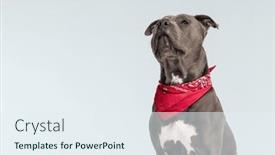  Presentation with posture - Presentation theme enhanced with picture-of-adorable-american-staffordshire background and a sky blue colored foreground