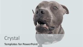  Presentation with leash - Theme enhanced with picture-of-adorable-american-staffordshire background and a light gray colored foreground