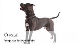  Presentation with leash - Theme having picture-of-adorable-american-staffordshire background and a white colored foreground