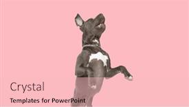  Presentation with dog - PPT layouts enhanced with picture-of-adorable-amstaff-dog and a lemonade colored foreground