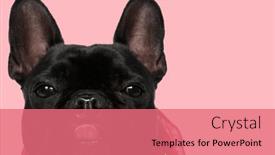  Presentation with dog - Slide deck enhanced with picture-of-adorable-french-bulldog and a coral colored foreground